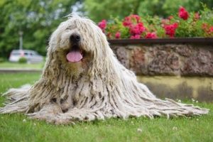 Komondor-hunden, en gjeterhund med stil!