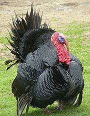Black turkey