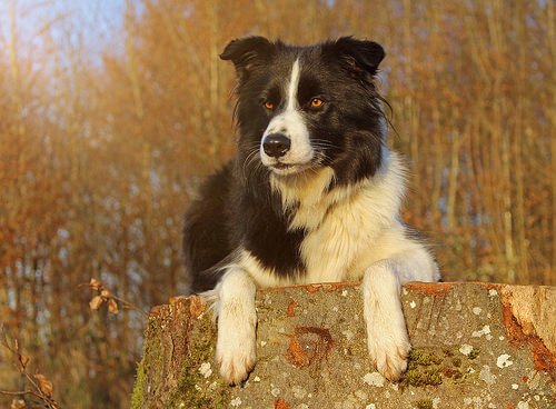 border collie tåler ikke antiinflammatoriske medisiner
