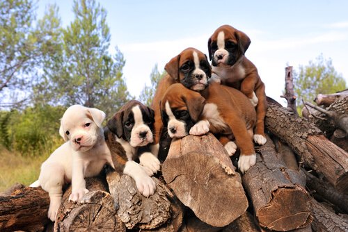 Boxervalper