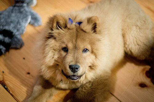 Chow Chow, en av rasene med blå tunger