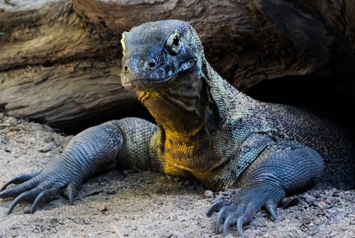 Komodovaran på vei opp fra hule