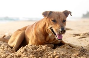 Oppsiktsvekkende bilder der en hund begraver broren sin