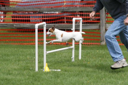 Hund hopper over en hindring