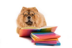 Hvilket dyr har høyest emosjonell intelligens?