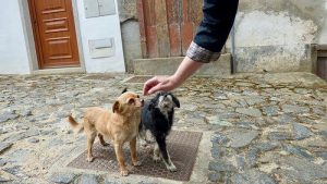 6 tips for å vinne din hunds tillit