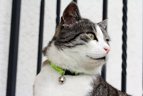 katt med bjelle på halsbåndet