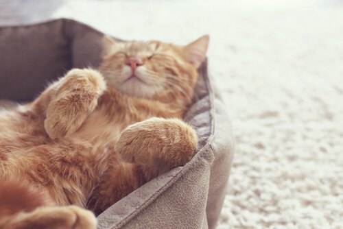 Kattunge sover i en seng