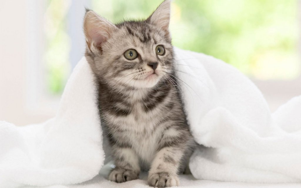 Kattunge under et teppe