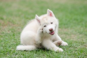 Kløe hos hund: Alt du trenger å vite om det