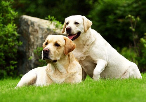 Labrador retrievere