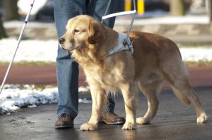 Hvordan er livet til en førerhund?