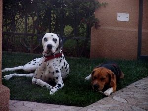 Viktigheten av å holde ditt hjem fritt for lopper