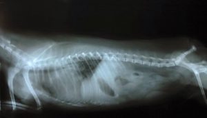 Wobbler syndrom: Årsaker, symptomer og behandling