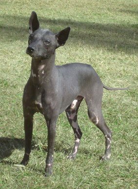 Argentine pila dog.
