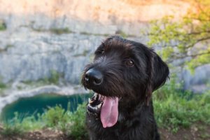 Blandingshunder er sunnere: Sant eller usant