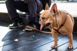 Hva er det beste båndet for hunden din?