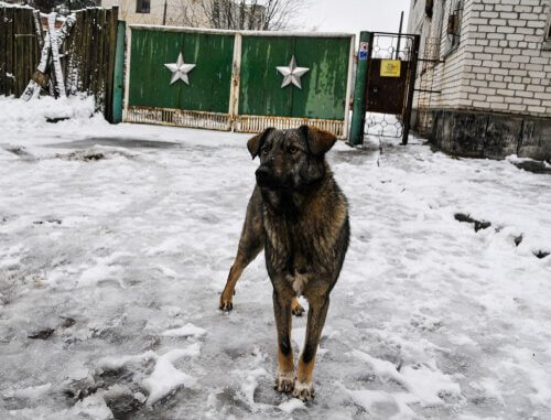 hund i Tsjernobyl