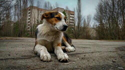 forlatt hund i Tsjernobyl