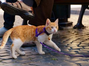 Gå tur med katten din: Slik kan du gjøre det