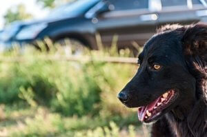 Sommerferie med hunden: Vi gir deg gode forslag