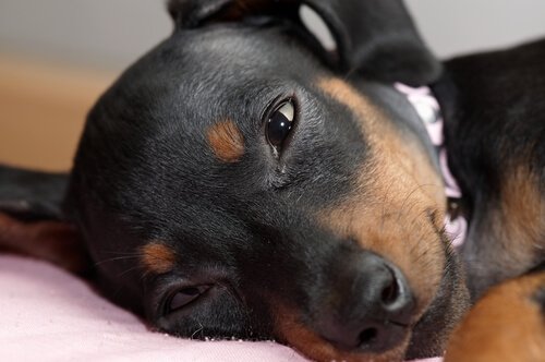 hund feller tårer