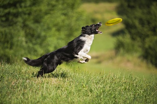 hund og frisbee