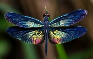 Den fascinerende øyenstikkeren: Alt om dette insektet