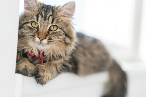 Langhåret katt ligger