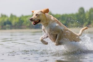 Hvordan gi hunden din riktig mengde mosjon