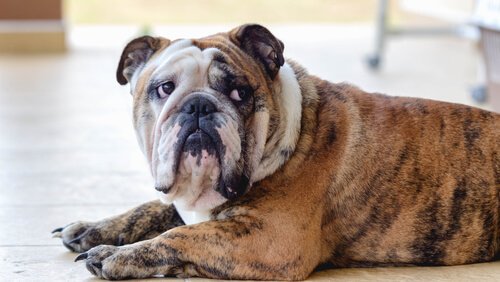 deprimert hund trenger å se psykolog