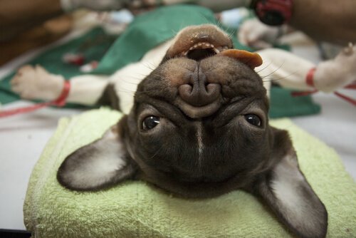 Anestesi for kjæledyr