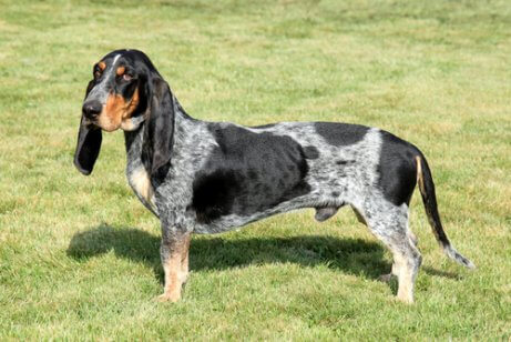 Basset bleu de gascogne