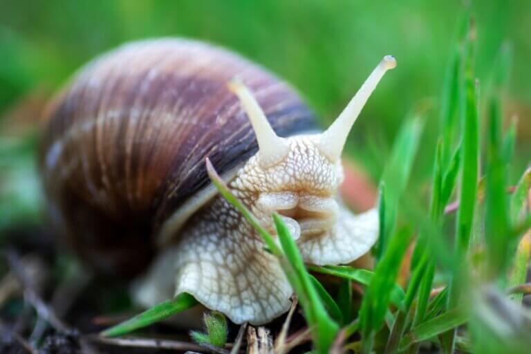 Avle snegler: Hva du trenger å vite for å gjøre det hjemme