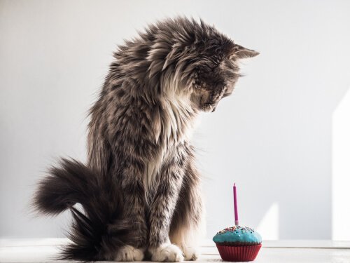 Godbiter for katter