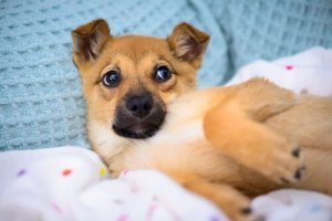 Kjæledyr er ingen hobby, de er en forpliktelse