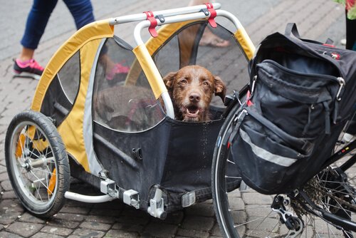 Hund i sykkeltilhenger.