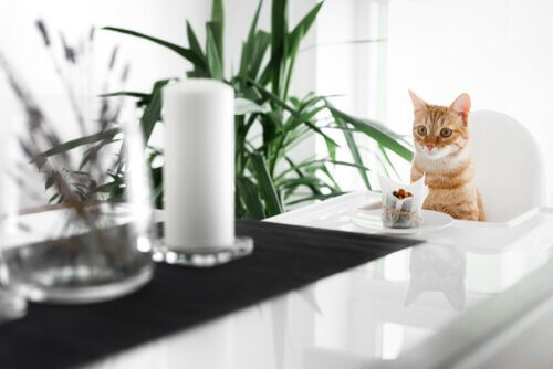 Kakeoppskrifter for katter