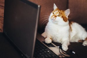 Videoer av dyr kan fremme ulovlig handel