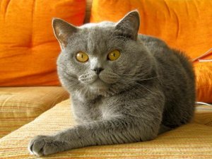 Korrigere uønsket atferd hos katten