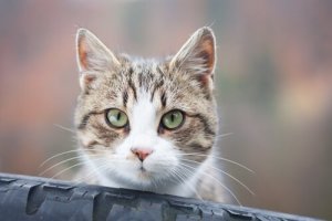Hvorfor katten stirrer på deg