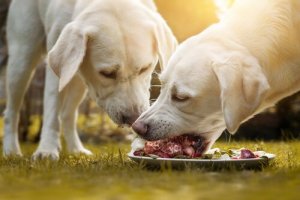 Hvilken type kjøtt er best for hunden din?