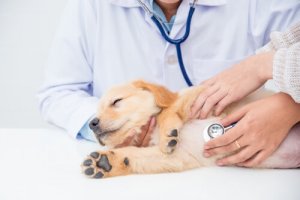 Veterinærsjekk for kjæledyret ditt. Hvordan foregår den?