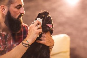 Hvordan rengjøre øynene til hunden