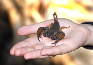 Hva bør du gjøre dersom en skorpion stikker deg?