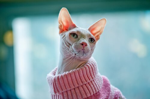 Sphynx med genser