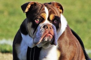 Hvor mye koster det å ta vare på hunden din?