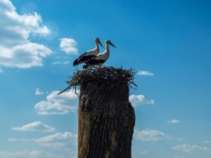 Klepetan og Malena - To fugler som elsker hverandre