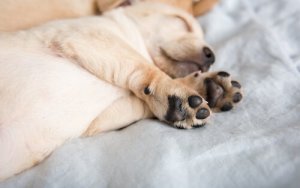 Ulveklo på hund: Hvorfor har mastiffene dem?