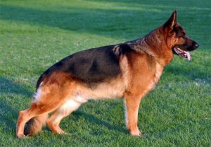Å kjøpe en rasehund: råd og hensyn